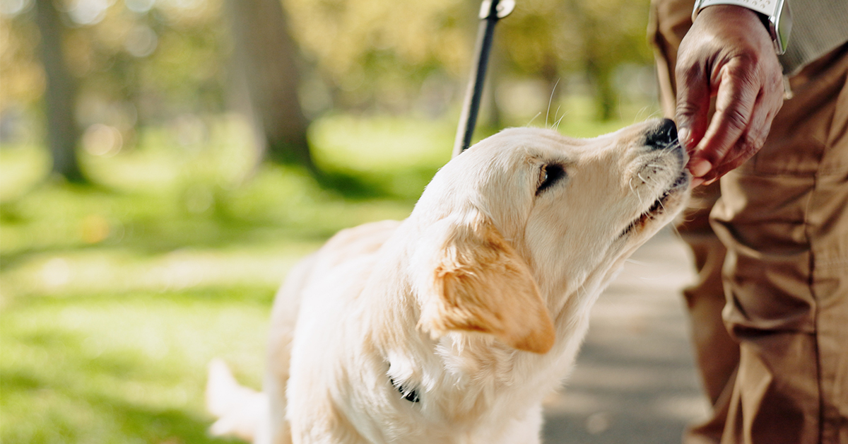 top local dog trainer