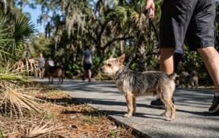 Why Dogs Appear Fine Until They Aren’t