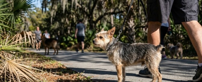 Why Dogs Appear Fine Until They Aren’t